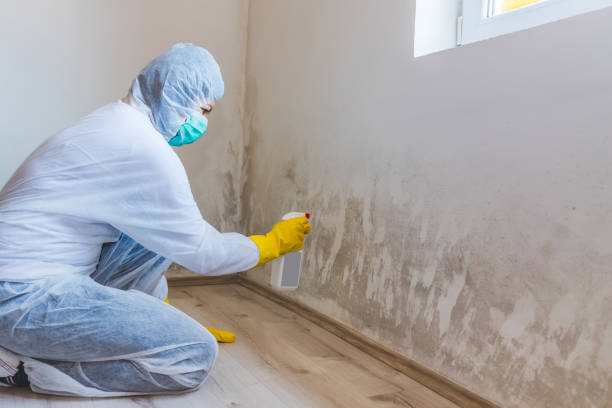 Licensed Mold Removal service in Tarpon Springs, FL - WQB Mold Removal